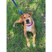 Photo of Sage *$350 Adoption Fee*