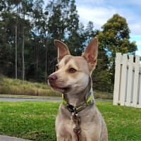 Photo of Mack   2 Year Old Chihuahua X Staffy