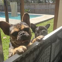 Photo of Effy & Finn  🌷🦴  Assisted Rehome