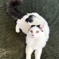 Photo of Meeko