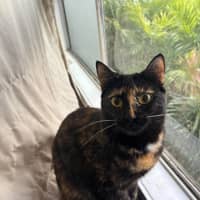 Photo of Whisper