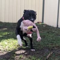 Photo of Vanellope Von Treats