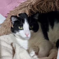 Photo of Cotton