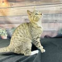 Photo of Tilly   Located In Preston 