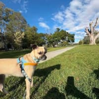 Photo of Coco