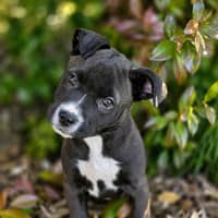 Photo of Dotti