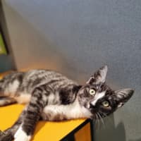 Photo of Oscar