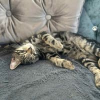 Photo of Jury * 9 Lives Project Rescue*