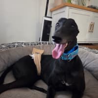Photo of Jay, The Greyhound