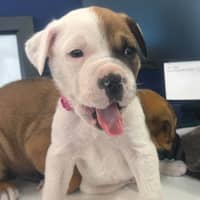 Photo of Tiny