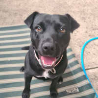 Photo of Pippa