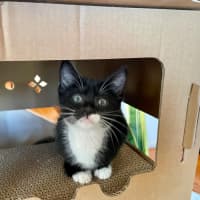 Photo of Lulu