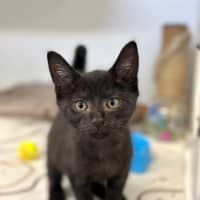 Photo of Guinness
