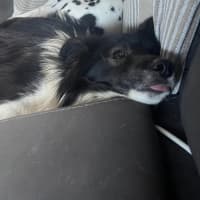 Photo of Moose   2 Year Old Border Collie