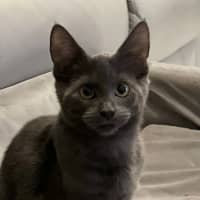 Photo of Dewey