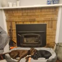 Photo of Ripley   16 Month Old Labrador X (Trial)