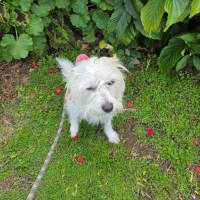 Photo of Toto