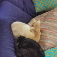 Photo of Bella Meet Me@Petstock Mornington Store Nepean Hwy