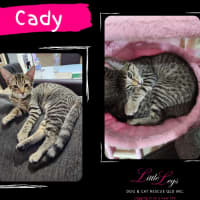 Photo of Cady