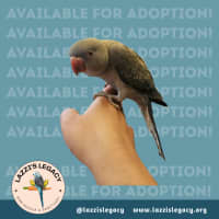 Photo of Indian Ringneck