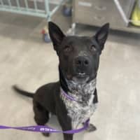 Photo of Dex
