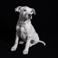 Photo of Stella