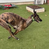 Photo of Loki