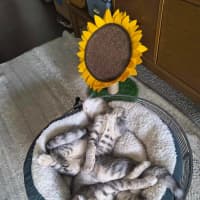 Photo of Bruno / Fruit Loop