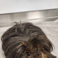 Photo of 🧉 Cola 6177 🧉