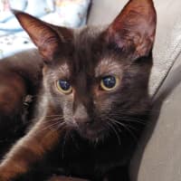 Photo of Skye