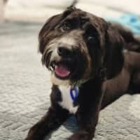 Photo of Dimond   10 Month Old Poodle X Staffy