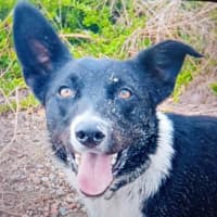 Photo of Buddy