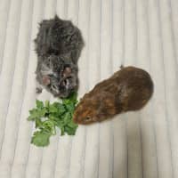 Photo of Snickers & August