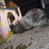 Photo of Theo