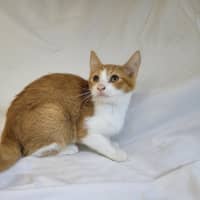 Photo of Tangerine 🍊 