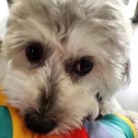 Photo of Archie