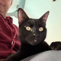 Photo of Alfie
