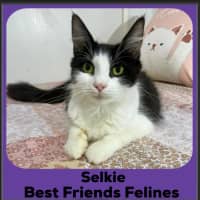 Photo of Selkie 