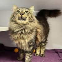Photo of Hercules 