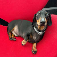 Photo of Perseus (Percy)