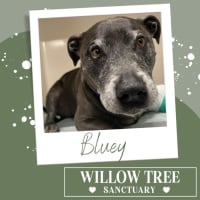Photo of Bluey