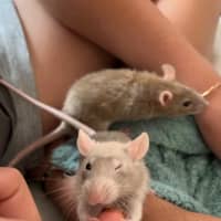 Photo of Sprig / Clover