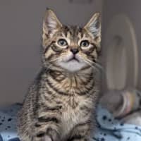 Photo of Bullet