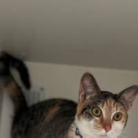 Photo of Gucci (60039)