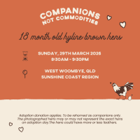 Photo of Rescue Hens   For Adoption   Sunshine Coast, Qld