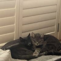 Photo of 🩶 Nico 🩶