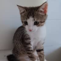 Photo of Soxey