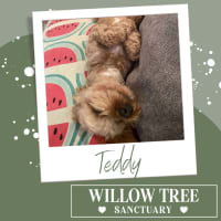 Photo of Teddy