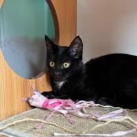 Photo of 🌺 Poppy 🌺