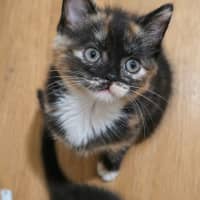 Photo of Fifi